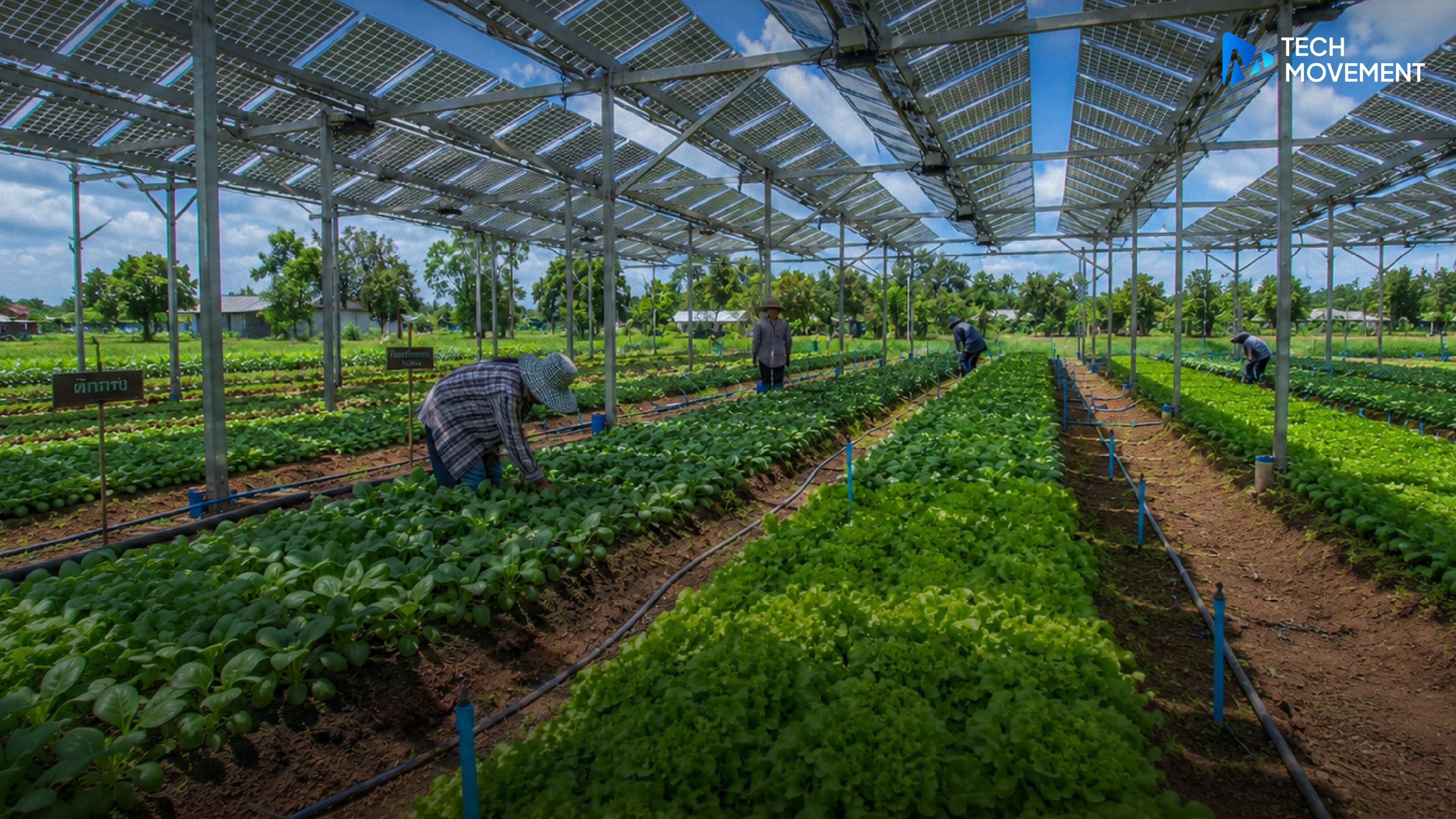 Agrivoltaics_ทางออกพลังงานสะอาด_ในพื้นที่การเกษตร