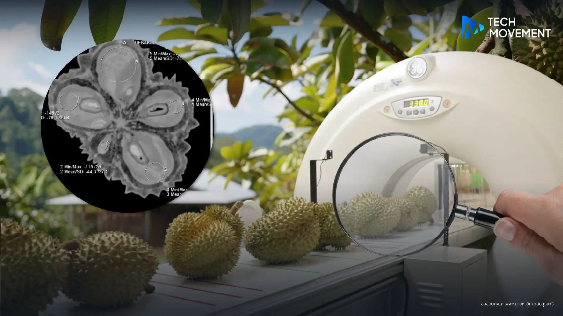 CT-Scan_ทุเรียน_-03.webp